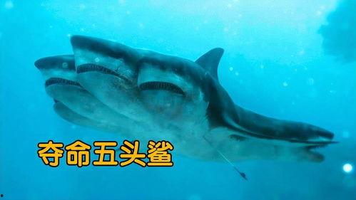 暴雪飞鲨,翱翔天际的电竞传奇