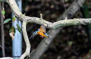 翠鸟 第一季,探寻自然奇观，揭秘生态奥秘